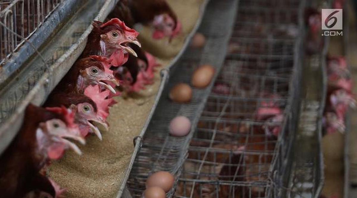 7 Cara Ternak Ayam Petelur Modal Rp1 Juta, Dari Bibit hingga Panen Sukses