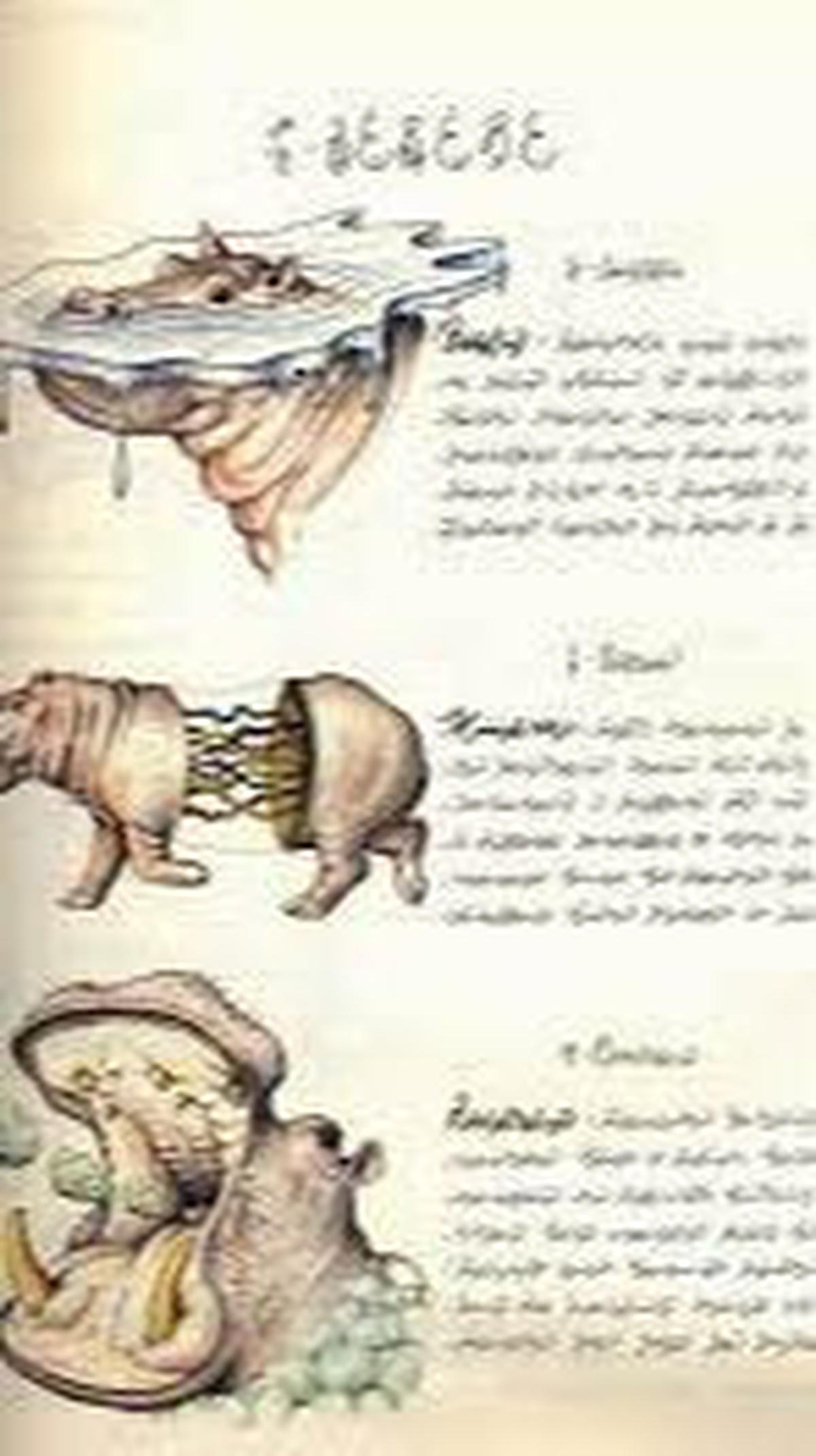5. The Codex Seraphinianus