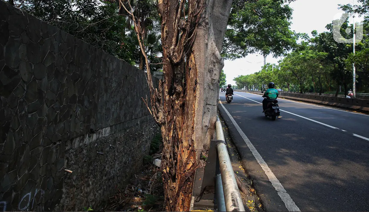 Sejumlah kendaraan melintas di samping pepohonan yang tertanam di beberapa ruas jalan di Jakarta, Rabu (30/4/2025). (Liputan6.com/Angga Yuniar)