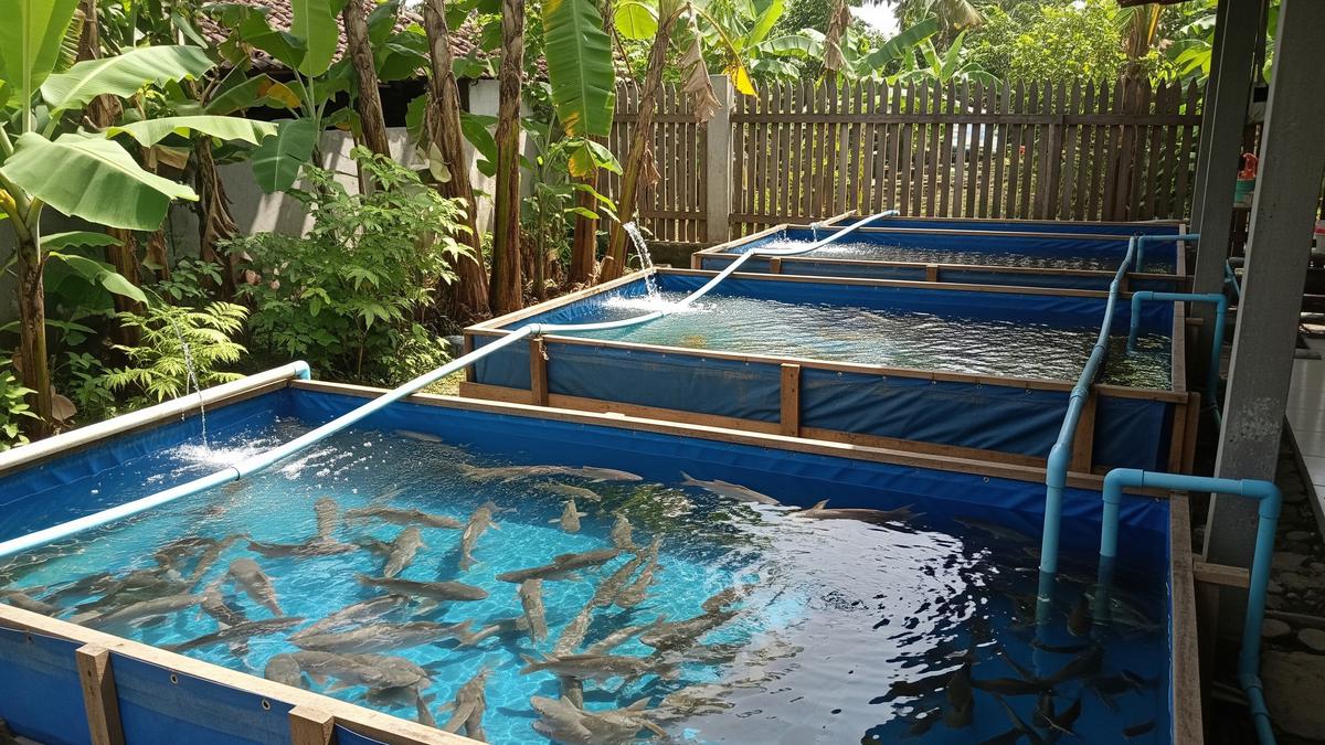 8 Pilihan Ikan Konsumsi untuk Pemula yang Anti Ribet dan Cepat Panen, Budidaya Menguntungkan