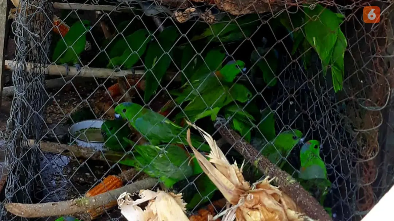 Burung perkici dora yang disita dari tangan warga di Desa Tirto Asti, Kecamatan Taluditi, Kabupaten Pohuwato. (Arfandi/Liputan6.com)