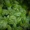 Manfaat daun kemangi yang bermanfaat bagi kesehatan (pexels/magda ehlers)