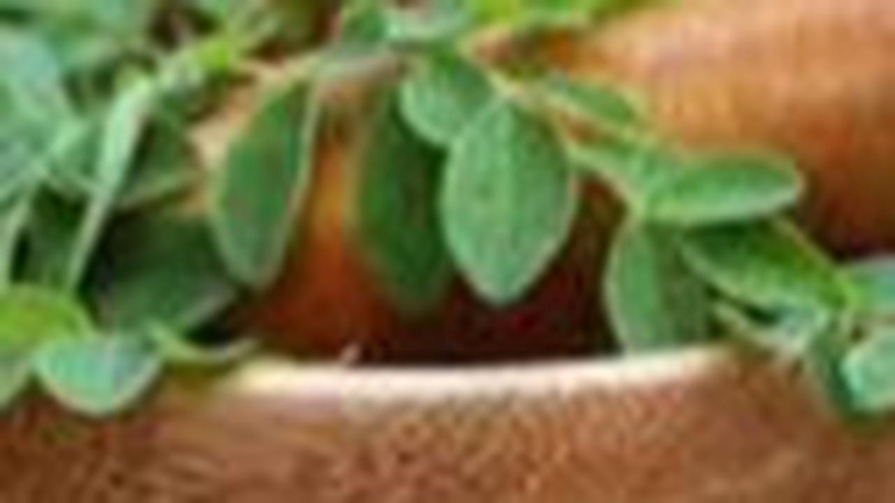Manfaat Daun Kelor Lainnya