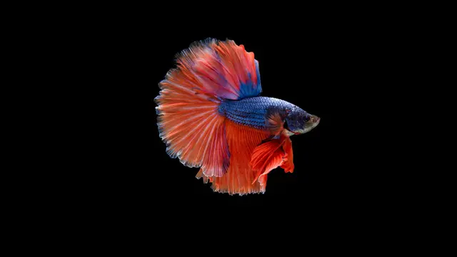 Betta Fish