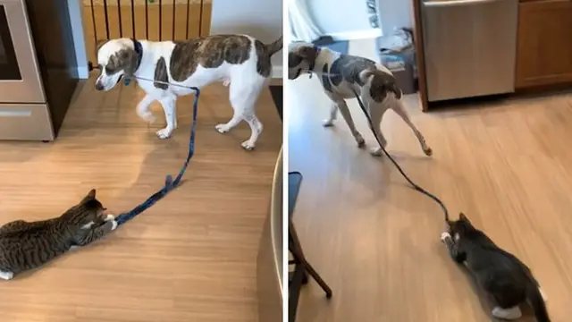 6 Potret Kocak Saat Anjing Bertingkah Konyol