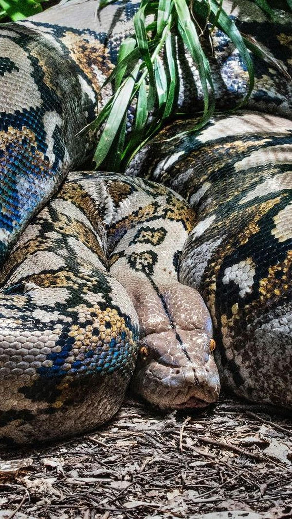 <b>6. Ular Sanca Kembang (Python Reticulatus)</b>