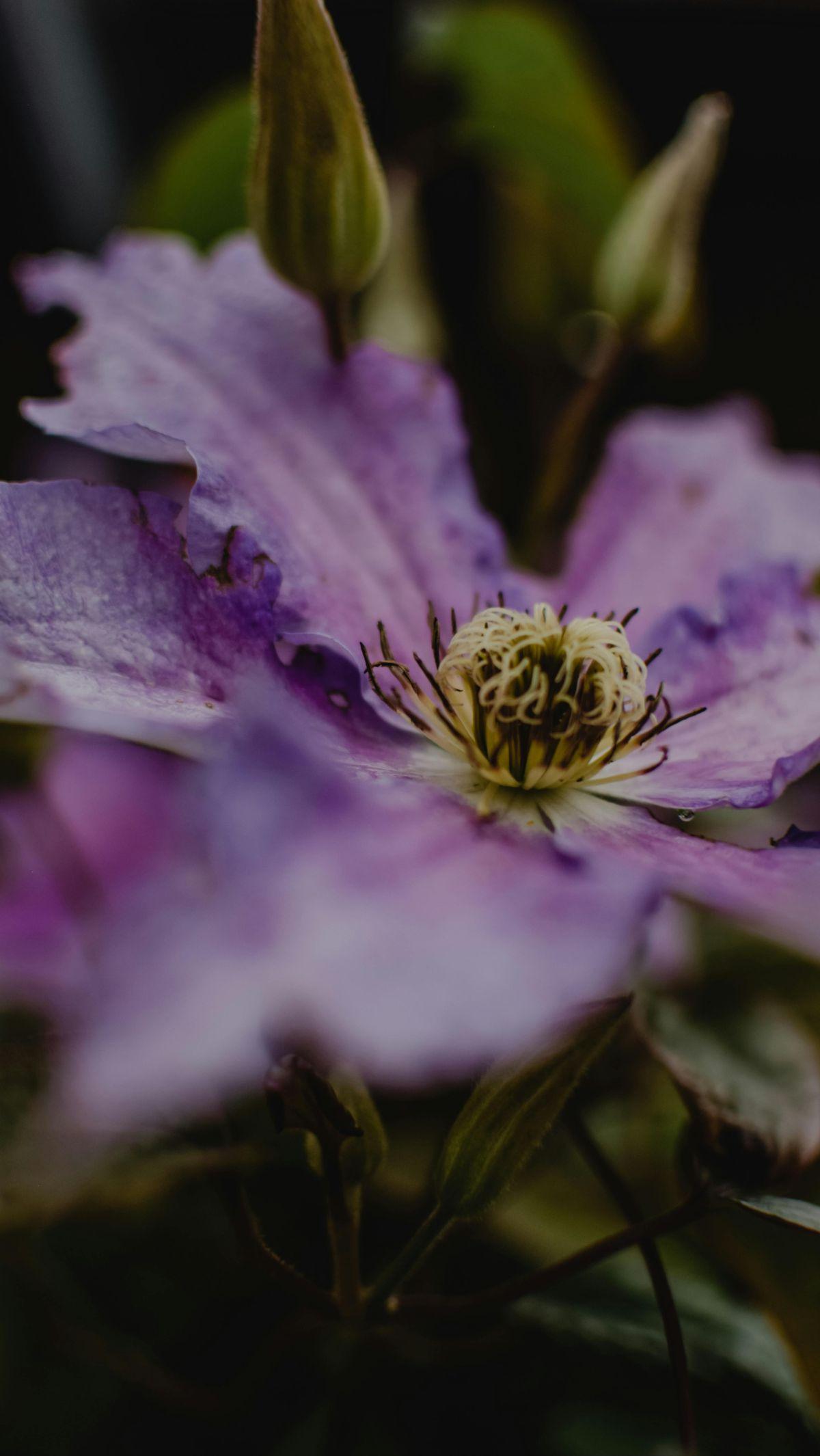 <b>Bunga Clematis</b><br>
