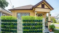 8 Inspirasi Kebun Kangkung Bertingkat untuk Panen Cepat di Halaman Rumah Kecil