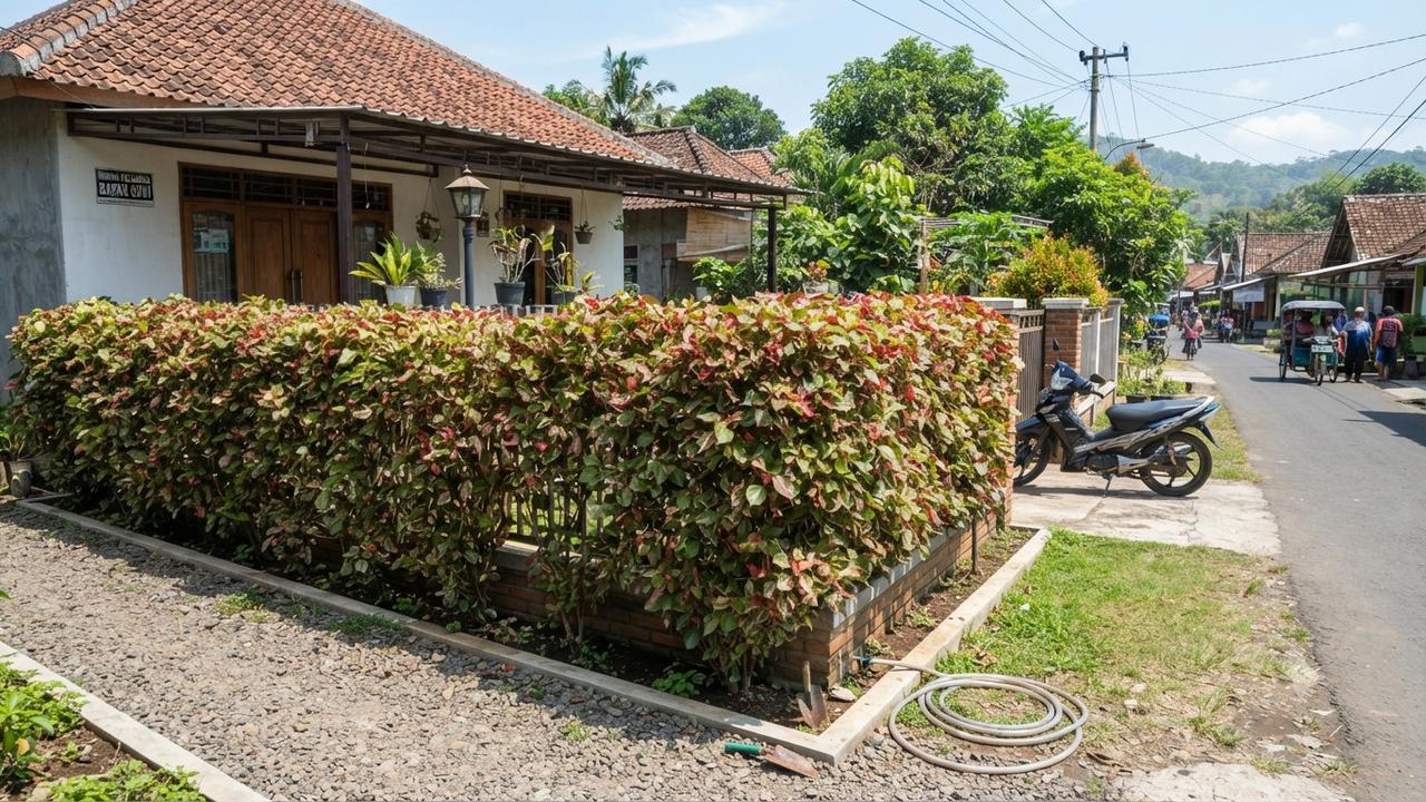 Tanaman Pagar yang Tidak Mudah Rontok dan Cocok Buat Musim Kemarau Jenis Acalypha