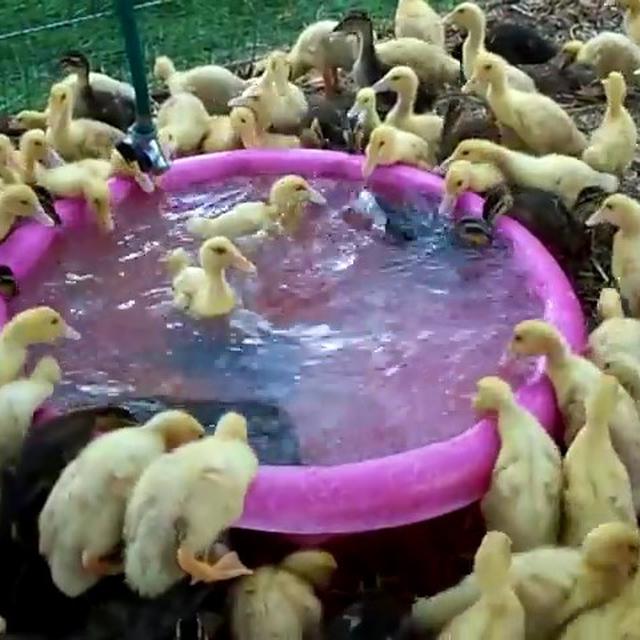 Menggemaskan Ratusan Anak Bebek Berebut Berenang Global Liputan6 Com