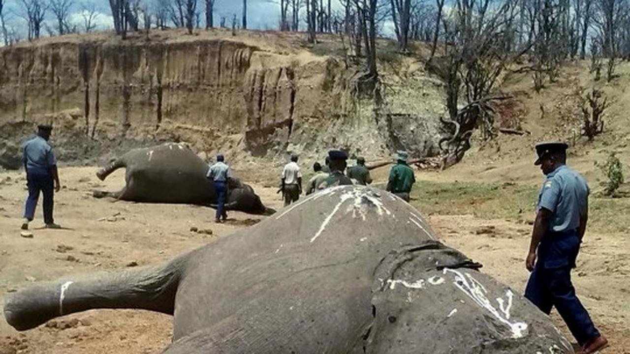 Mengenaskan, puluhan gajah di Zimbabwe ditemukan mati tanpa kepala