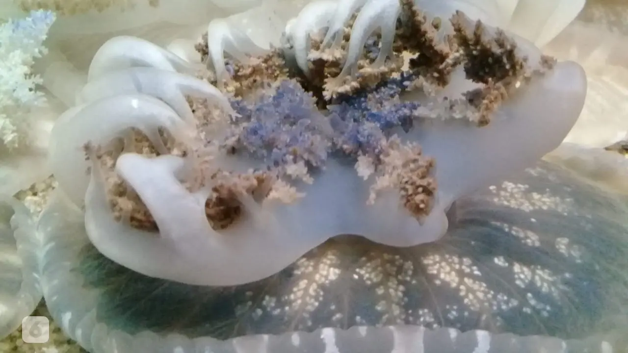 ubur-ubur Upside Down Jellyfish