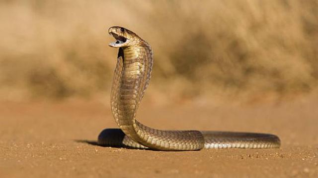 Image result for ular"