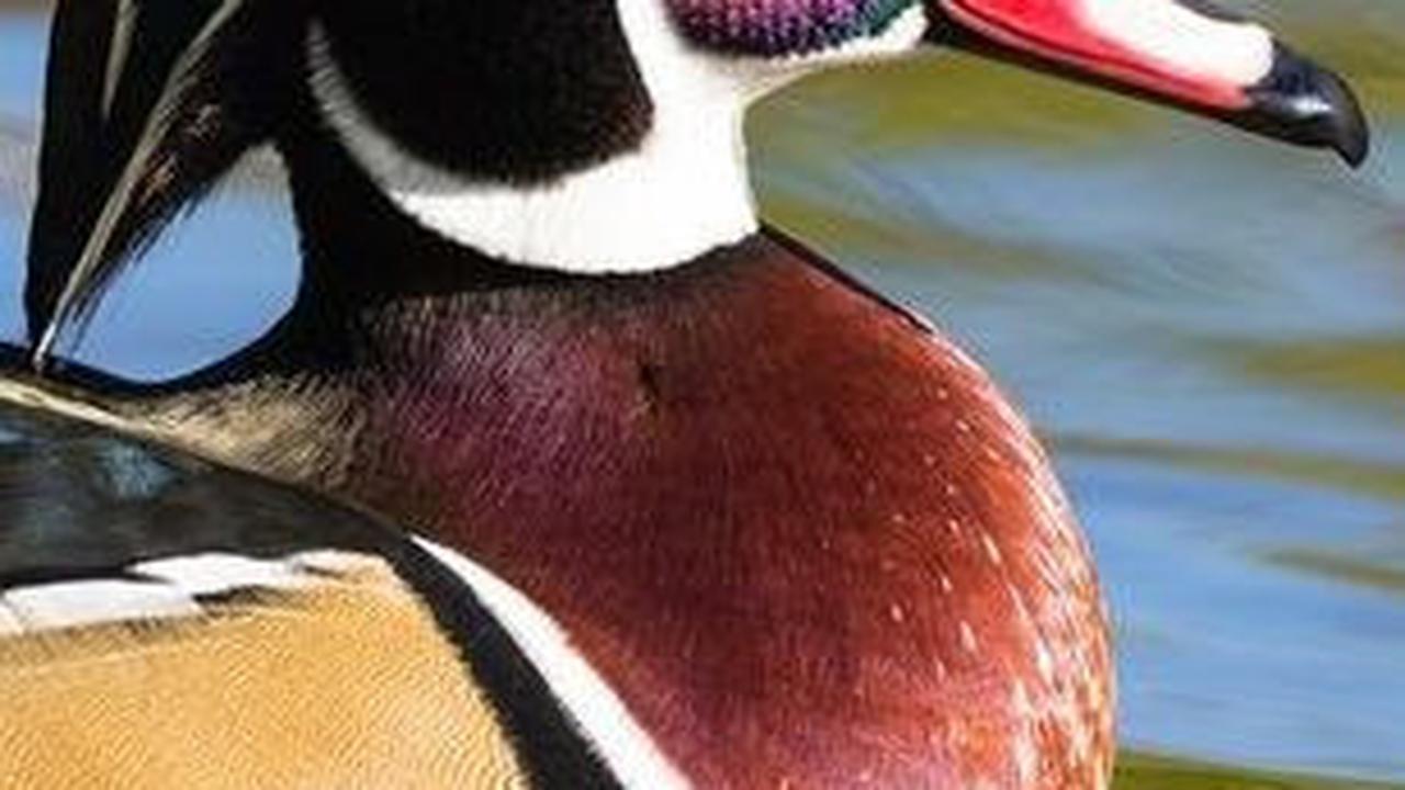 17. Bebek Kayu