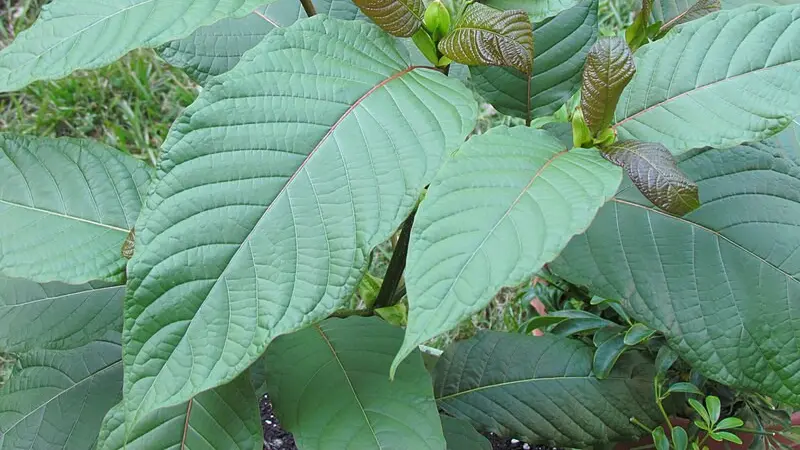 Tanaman kratom