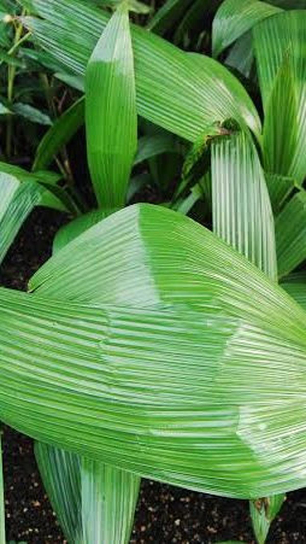 Masyarakat setempat percaya memanfaatkan daun nyangku tidak akan merusak alam. Sebaliknya hal itu dapat menjaga lingkungan.