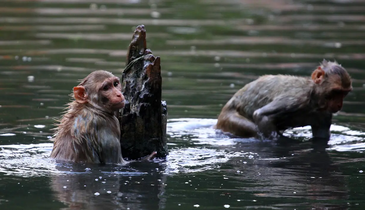 Sejumlah monyet melompat ke dalam kolam di tengah meningkatnya suhu Allahabad, India, Selasa (26/5/2020). Sejauh ini tidak ada laporan kematian akibat gelombang panas di India. (SANJAY KANOJIA/AFP)