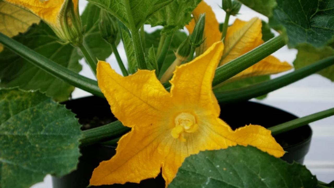 7 Tips Menanam Zucchini atau Labu Mini di Polybag, Berkebun untuk Panen Melimpah
