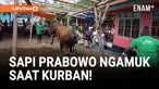 Sapi Prabowo Ngamuk! Tiang Penyanggah Patah!