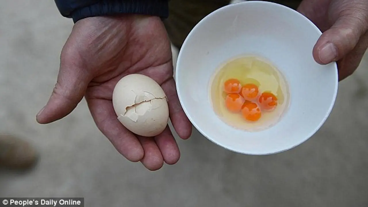 Unik, telur ini memiliki 5 kuning. (People's Daily Online)