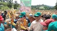 Hingga April 2017, program penanaman jagung 50 ribu hektare di Minahasa Selatan masih belum menunjukkan perkembangan berarti. (Liputan6.com/Yoseph Ikanubun)