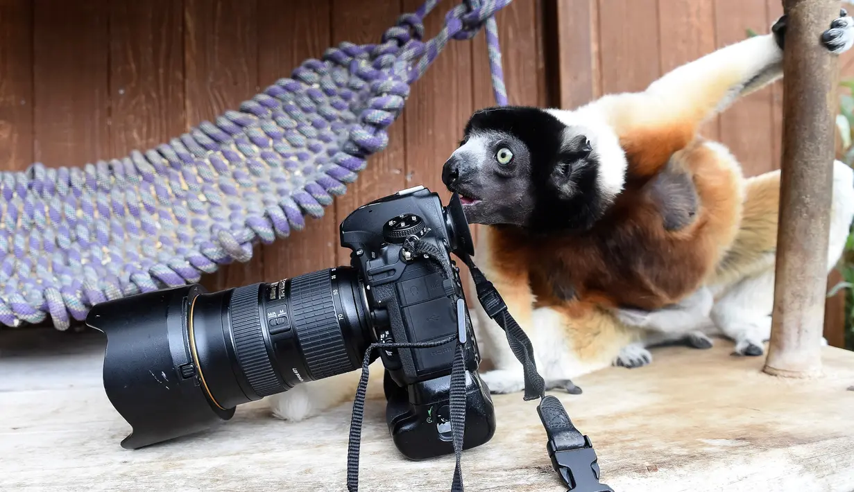 Poppy, sifaka Mahkota betina, memeriksa kamera seorang fotografer dalam kandangnya di kebun binatang Mulhouse, Prancis pada 5 Maret 2019. Sifaka mahkota adalah spesies yang terancam punah dari Madagaskar. (Photo by SEBASTIEN BOZON / AFP)