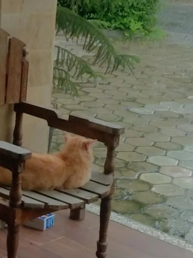 6 Potret Kucing Lihat Hujan Ini Bak 'Anak Senja', Bikin Gemas