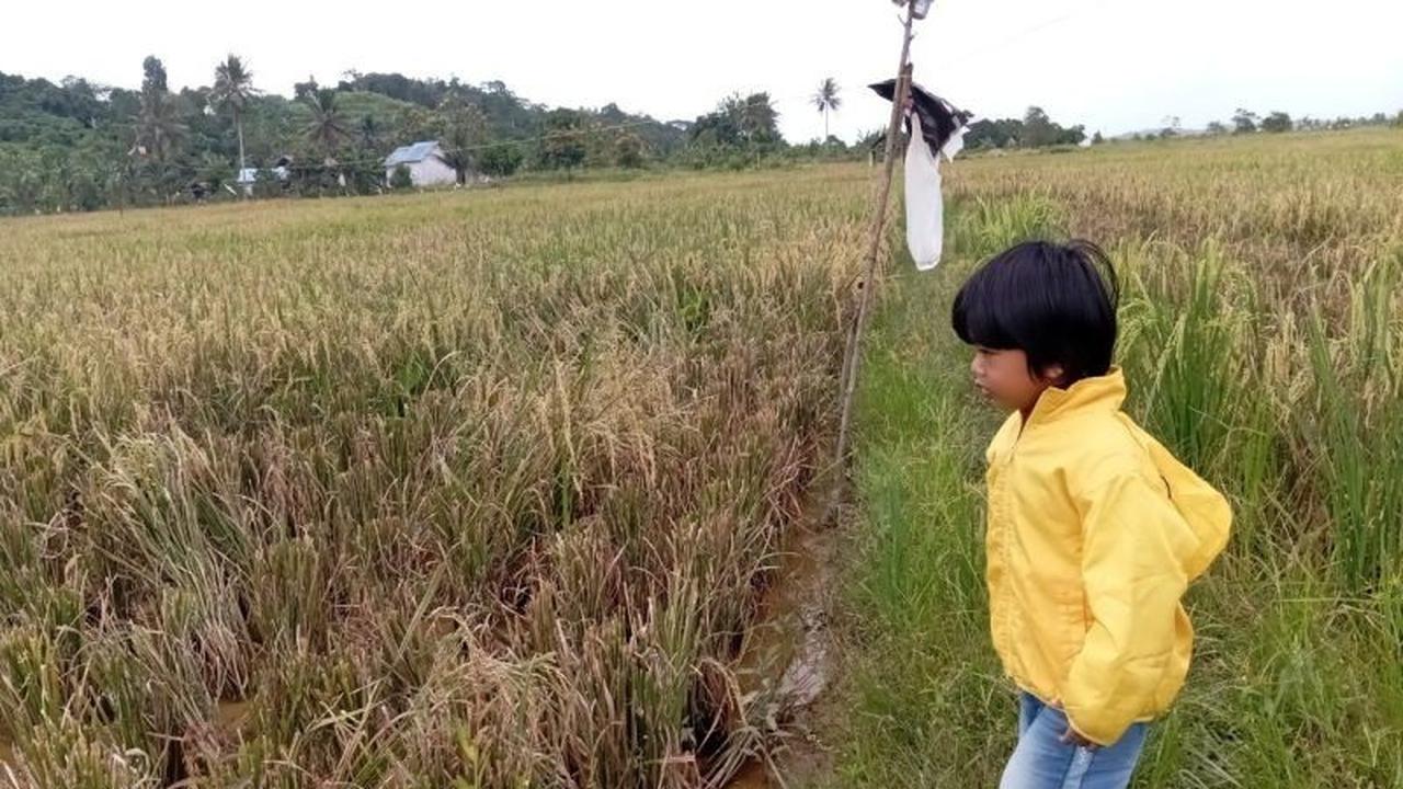 Pemkab Mahulu Genjot Program Cetak Sawah Baru, Target 141 Hektare Demi Ketahanan Pangan