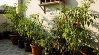 Langkah Membuat Kebun Cabai di Teras Menghadap Barat, Tetap Subur Meski Panas