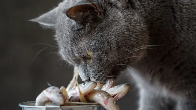 Risiko Memberi Ikan Mentah