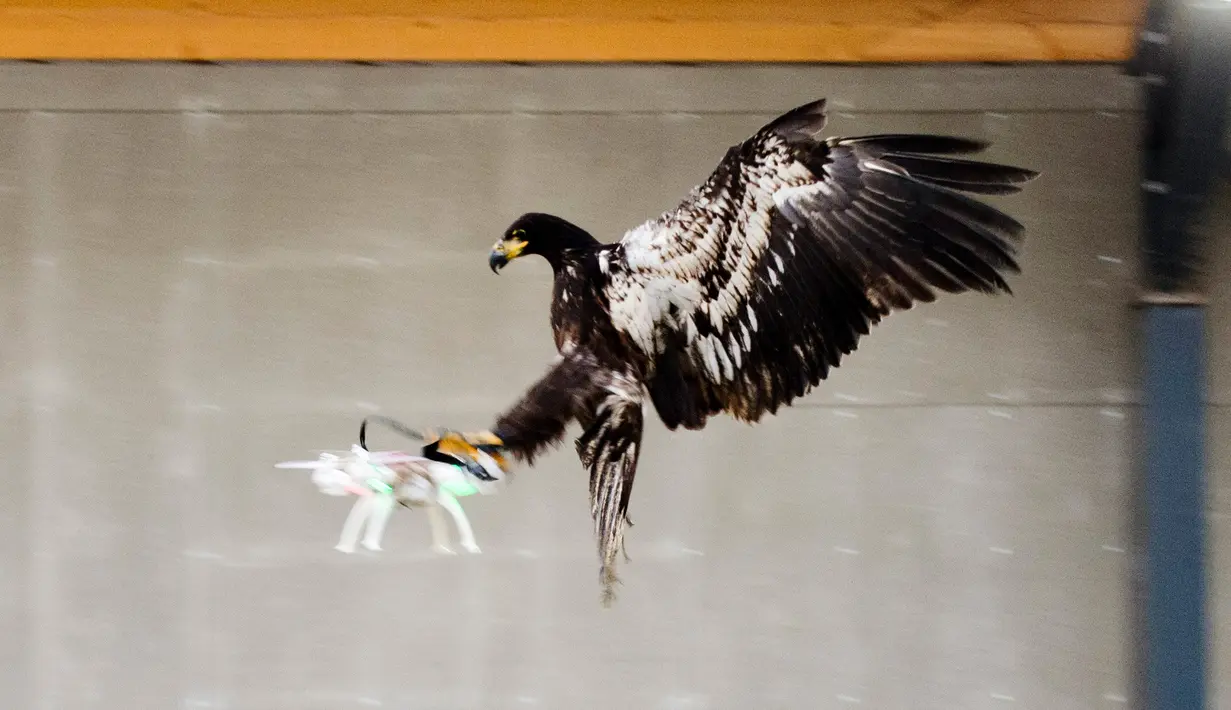 Seekor Elang tampak mencengkram Drone yang berterbangang di Rotterdam , Belanda 29 Januari 2016. Hal ini untuk mengurangi tindakan para pemakai drone ilegal di Belanda. (REUTERS / Nederlands Politie )