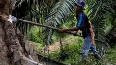 BPDP Salurkan Rp 12,86 Triliun untuk Peremajaan Sawit Rakyat