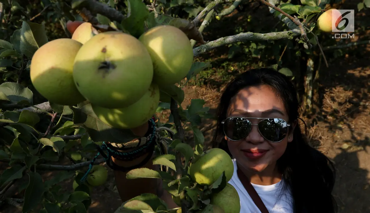 Pengunjung memetik buah apel di salah satu perkebunan kawasan Batu, Malang, Jawa Timur, Rabu (25/9/2019). Apel Malang dihargai Rp 25 ribu hingga Rp 30 ribu per kilogramnya. (Liputan6.com/JohanTallo)