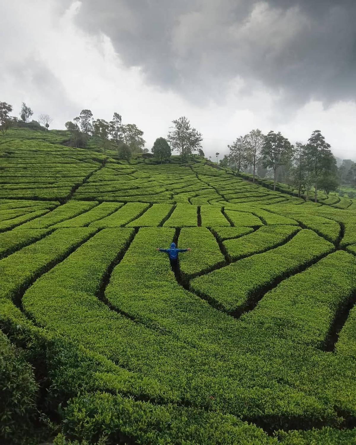 Kebun Teh Rancabali