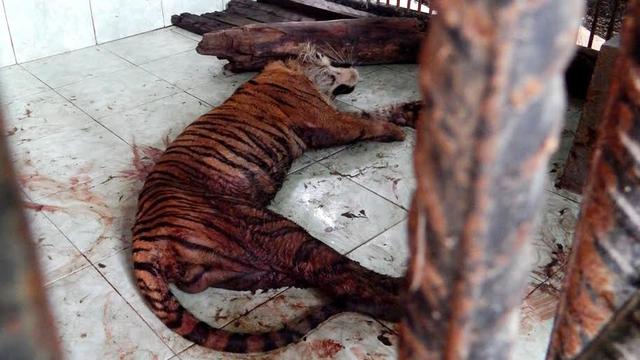 Download 550 Koleksi Gambar Harimau Makan Daging Terbaik 