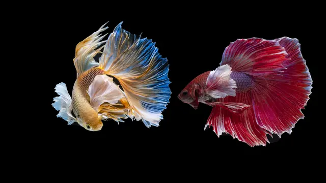 Cara Mengawinkan Ikan Cupang