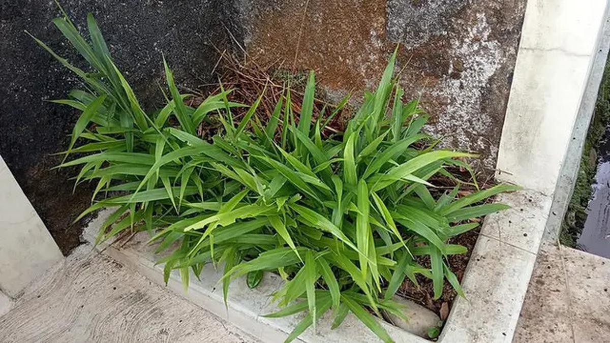 7 Tanaman Obat yang Mudah Ditanam di Halaman Rumah dengan Lahan Kering dan Terbatas
