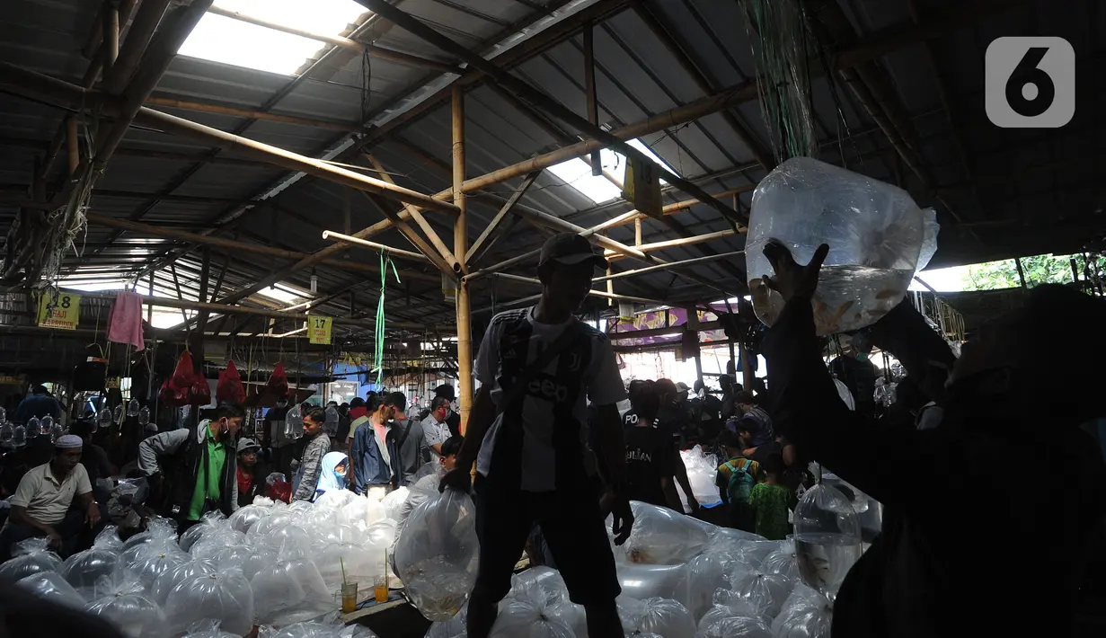 Pengunjung berdesakan pada salah satu kios di Pasar Ikan hias Parung, Bogor, Senin (27/7/2020). Pasar ikan hias yang buka pada setiap hari Senin, Kamis, dan Sabtu ini sama sekali tidak menerapkan  protokol kesatan guna mencegah penyebaran covid-19. (merdeka.com/Arie Basuki)