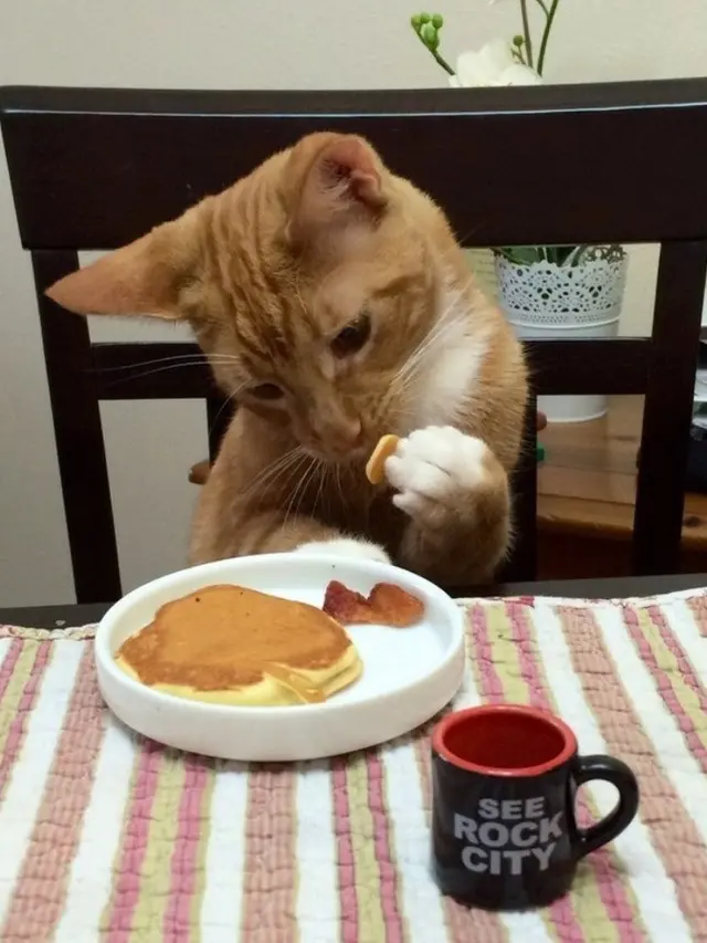6 Aksi Kucing Berlagak Seperti Manusia, Gemas Banget