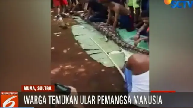 Video Amatir Warga Belah Perut Ular Sanca yang Telan Wanita