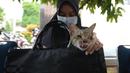 Warga membawa hewan peliharaannya untuk disuntik vaksin rabies kelurahan Bukit Duri, Jakarta, Selasa (24/8/2021). Dinas Ketahanan Pangan, Kelautan, dan Pertanian (KPKP) memberikan vaksinasi rabies bagi hewan peliharaan warga untuk mengantisipasi penyakit rabies. (merdeka.com/Imam Buhori)