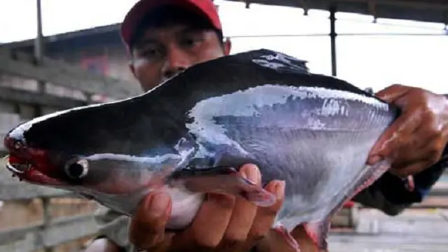 20150921-Ikan Patin