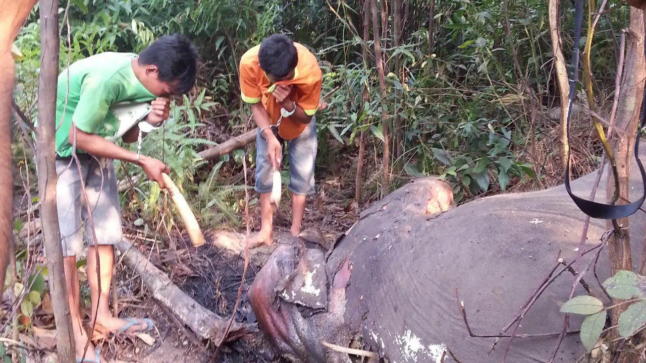 Pemburu gading gajah