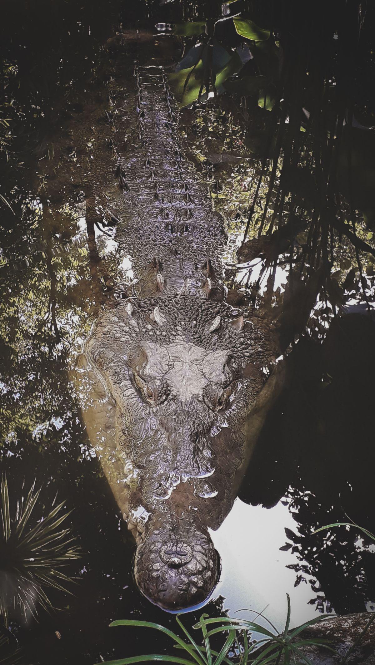 Selain itu, menangkap dan memelihara aligator atau telurnya juga merupakan kegiatan ilegal. 

Memberi makan buaya juga melanggar hukum di Florida.