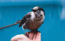 7 Manfaat Kesehatan dari Memelihara Burung