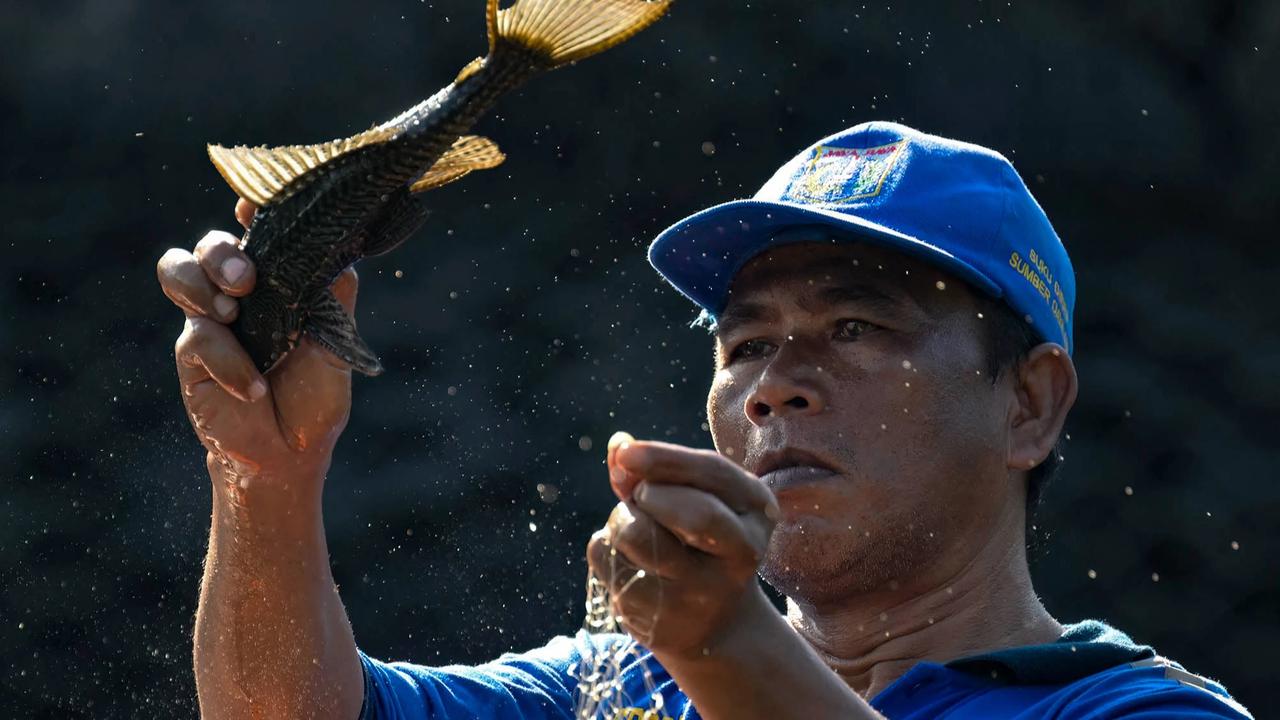 FOTO:Pemusnahan Ikan Sapu Sapu di Waduk Kaja Ciracas