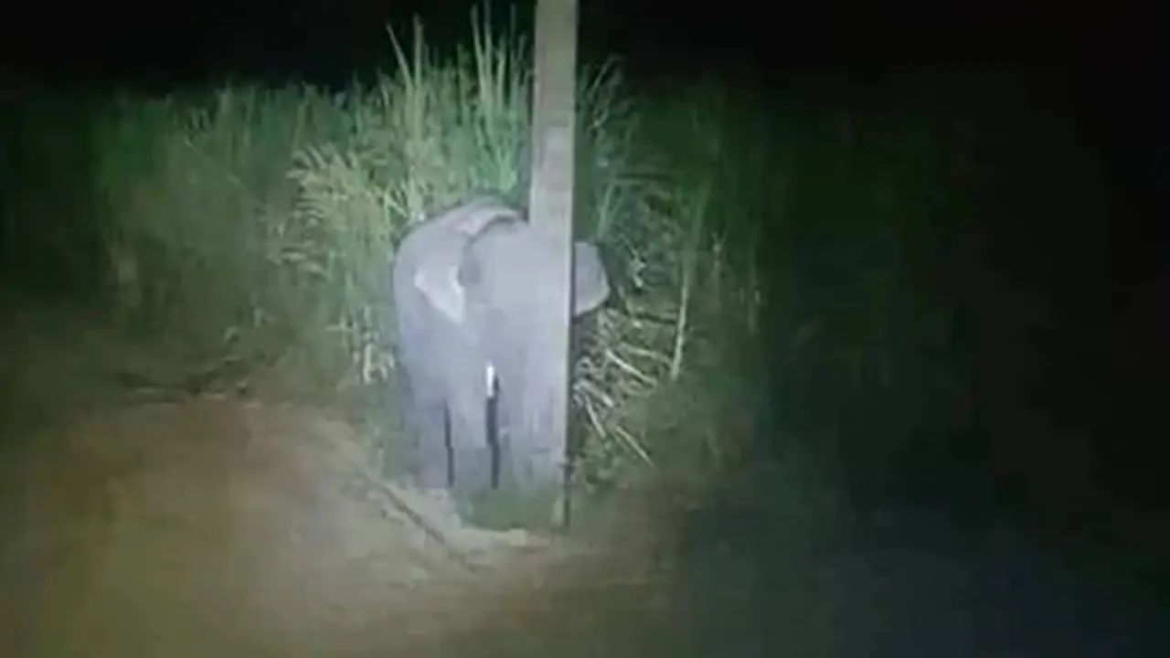 Kocak, Aksi Anak Gajah Saat Ketahuan Makan Tebu Oleh Peduduk Setempat
