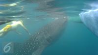 Petugas berenang bersama Hiu Paus (Shark Whale) di Desa Botu Barani, Kabupaten Bone Bolango, Gorontalo, Senin (4/7). Kehadiran Hiu Paus menjadi sorotan wisatawan lokal dan mancanegara. (Liputan6.com/herman Zakharia)