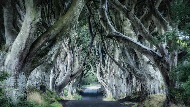 Jalanan di The Dark Hedges, Bregagh Road, County Antrim, Northern Ireland (dok. Unsplash.com/Adhita Diansyavira)