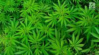 Ilustrasi Foto Ganja (iStockphoto)